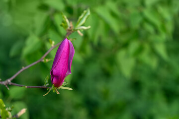 A pink bud of a magnolia flower on a branch in close-up. A beautiful blooming spring tree