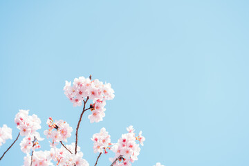 青空に映える満開の桜
