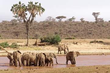 Fototapeta premium View of a group of elephants drinking water in a lake that has dried up due to the hot weather I think this is a very beautiful view, a photo of a group of elephants drinking water, with views of th