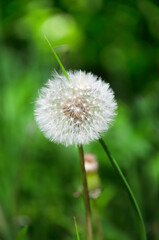 Beautiful dandelion. White dandelion flowers in green grass. High quality photo.