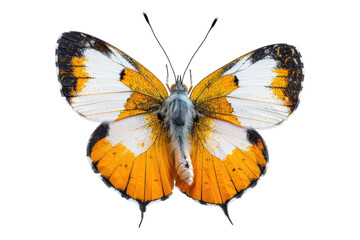 Fototapeta premium Graceful orange tip butterfly Isolated on transparent background