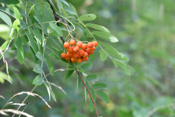 red rowan berries on a branch with leaves. autumn background. Rowan branches covered with beautiful red berries. ripe Rowan. red rowan close-up. summer or autumn background