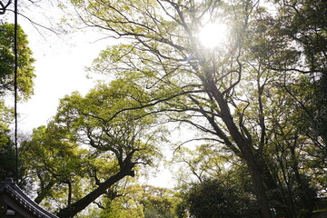 Wakayama-jo Castle with Spring Cherry Blossom in Wakayama, Japan - 日本 和歌山県 春の和歌山城