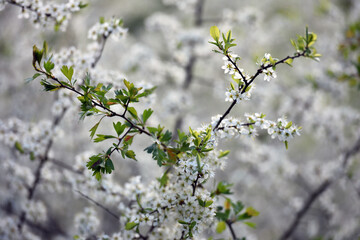 Twig of flowering blackthorn, Prunus spinosa, in spring. white flowers, natural floral background. delicate spring flowers, close-up. spring natural background, flowering tree
