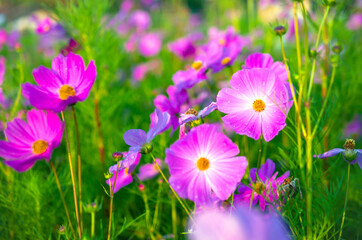 Fototapeta premium Close-up of beautiful cosmos flowers at cosmos field in moring sunlight. amazing of close-up of cosmos flower. nature flower background.