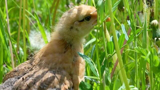 Little chicken walks in the grass