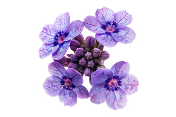 Heliotrope bloom beauty Isolated on transparent background