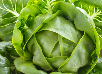 close up of butterhead lettuce