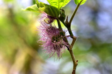 Faserige Blüten an einem Papiermaulbeerbaum