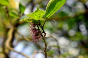 Faserige Blüten an einem Papiermaulbeerbaum