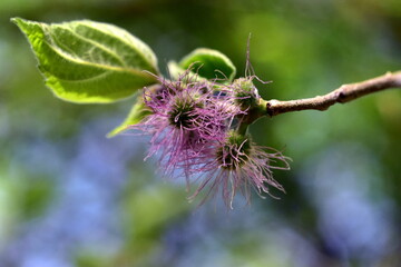 Faserige Blüten an einem Papiermaulbeerbaum