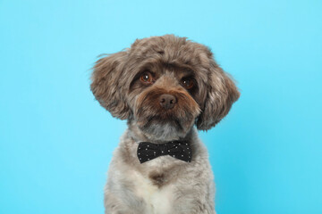 Cute Maltipoo dog with bow tie on light blue background. Lovely pet