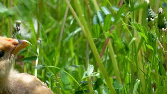 Little chicken walks in the grass