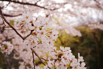 Wakayama-jo Castle with Spring Cherry Blossom in Wakayama, Japan - 日本 和歌山県 春の和歌山城