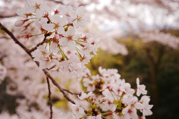 Wakayama-jo Castle with Spring Cherry Blossom in Wakayama, Japan - 日本 和歌山県 春の和歌山城