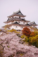 Wakayama-jo Castle with Spring Cherry Blossom in Wakayama, Japan - 日本 和歌山県 春の和歌山城