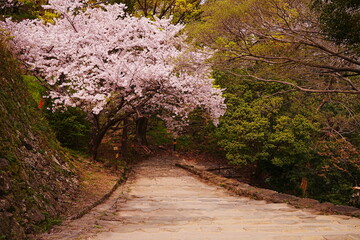 Wakayama-jo Castle with Spring Cherry Blossom in Wakayama, Japan - 日本 和歌山県 春の和歌山城