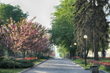 Spring field with pattern of beautiful tenderness white tulips