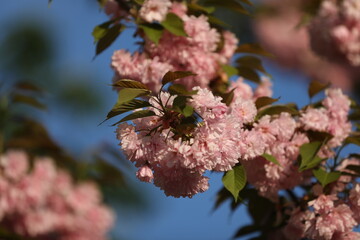 Spring blossom. Pink sakura in bloom