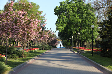Spring field with pattern of beautiful tenderness white tulips