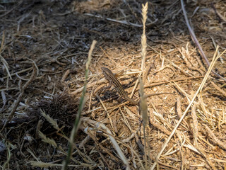 Brown lizard on dry ground