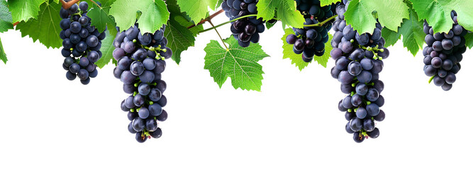 Black grapes hanging on the vine with green leaves on an isolated white background,