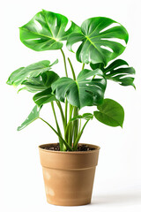 monstera, green houseplant in the pot, white background, plant lover concept 