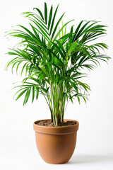 Chamaedorea elegans, the neanthe bella palm or parlour palm, green houseplant in the pot, white background, plant lover concept 