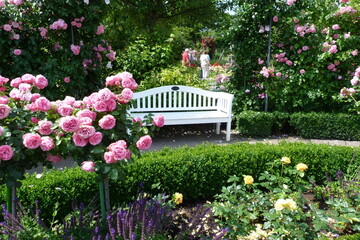 Weiße Bank und Rosen in der Parkanlage Europa-Rosarium der Rosengarten in Sangerhausen