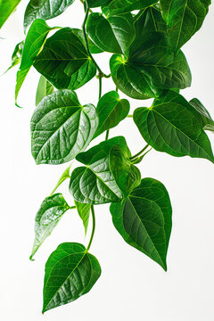 Pothos, green houseplant in the pot, white background, plant lover concept 