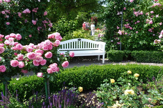 Wei&szlig;e Bank und Rosen in der Parkanlage Europa-Rosarium der Rosengarten in Sangerhausen