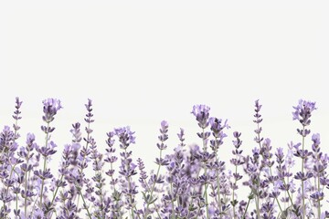 A field of lavender in bloom with a white background