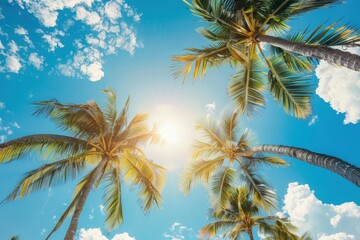 A sunny blue sky with palm trees, summer concept, Tropical Tree, tropical landscape.