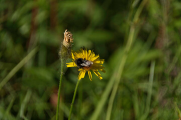 Honey bee on a dandelion