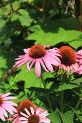 Pink coneflower growing in the summer flower garden.