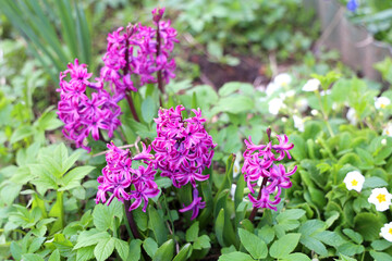 Purple hyacinths in bloom in a spring garden