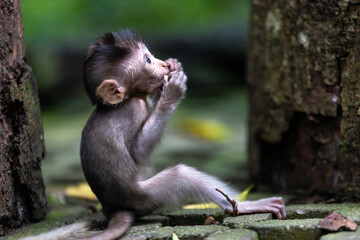 Baby monkey sitting on rocks on a path, with hands raised