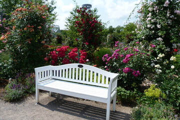 Weiße Bank und Rosen in der Parkanlage Europa-Rosarium der Rosengarten in Sangerhausen