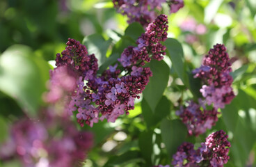 Obraz premium Lilac flowers in the garden