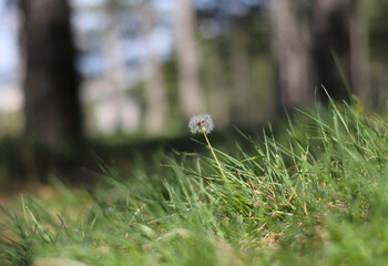 Obraz premium One dandelion in the forest