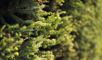Norway spruce plant (Picea abies)