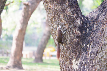 Squirrel perched on a tree.
