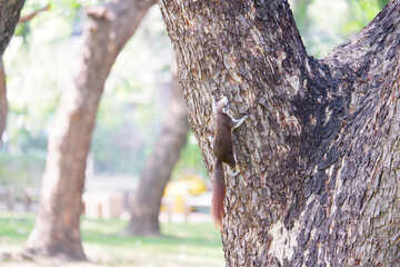 Obraz premium Squirrel perched on a tree.