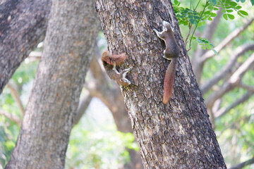Squirrel perched on a tree.