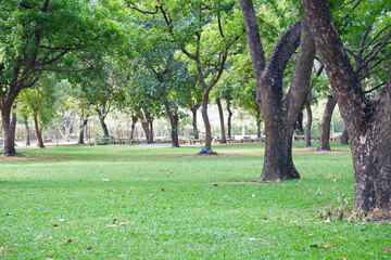 green tree or green forest.
