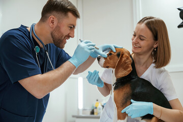 Side view, looking at eyes. Two veterinarians are working with beagle dog in clinic