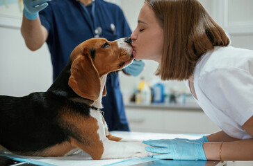 Side view of animal that is lying down on table. Two veterinarians are working with beagle dog in...