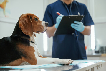With notepad in hands. Male veterinarian is working with beagle dog in the clinic
