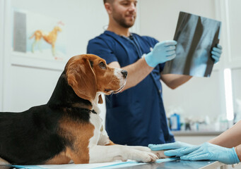 Examining x-ray. Male veterinarian is working with beagle dog in the clinic