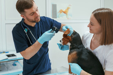 Busy by checking ears. Two veterinarians are working with beagle dog in clinic